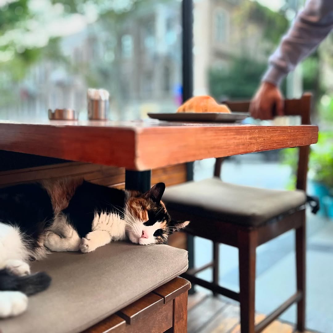 Pet-friendly